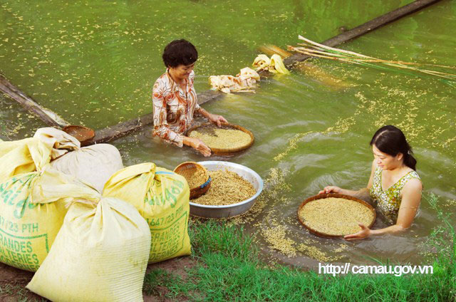 Wet rice cultivation